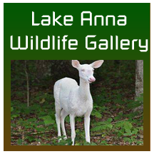 Lake Anna Wildlife